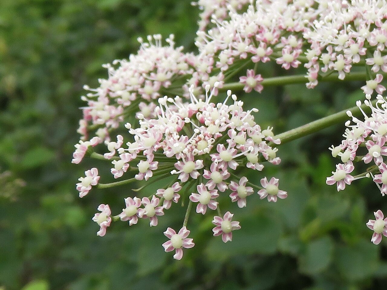 Edible angelica: Angelica edulis , Mount Bandai, Fukushima pref., Japan