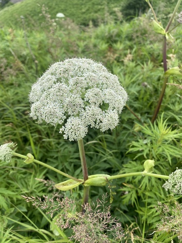 Kneeling angelica (Angelica genuflexa)
