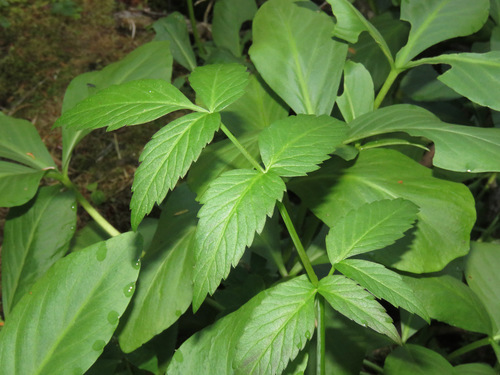 Kneeling angelica (Angelica genuflexa)