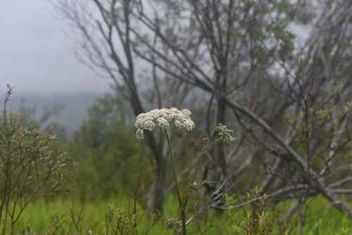 Kneeling angelica (Angelica genuflexa)