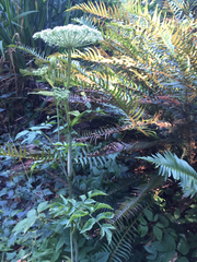 Kneeling angelica (Angelica genuflexa)