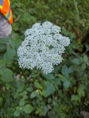 Kneeling angelica (Angelica genuflexa)