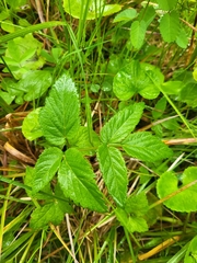 Kneeling angelica (Angelica genuflexa)