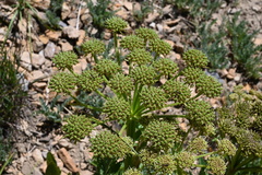 Gray's angelica (Angelica grayi)