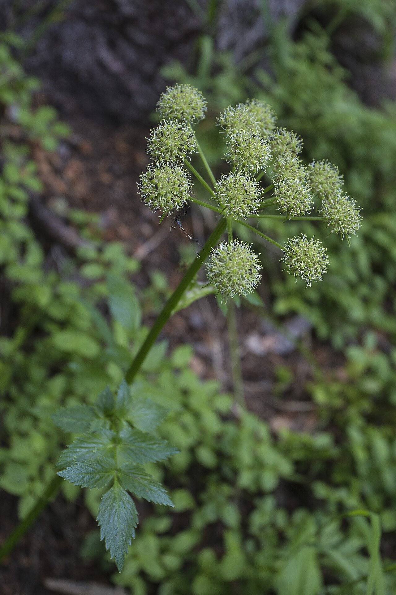 Gray's angelica: Angelica grayi