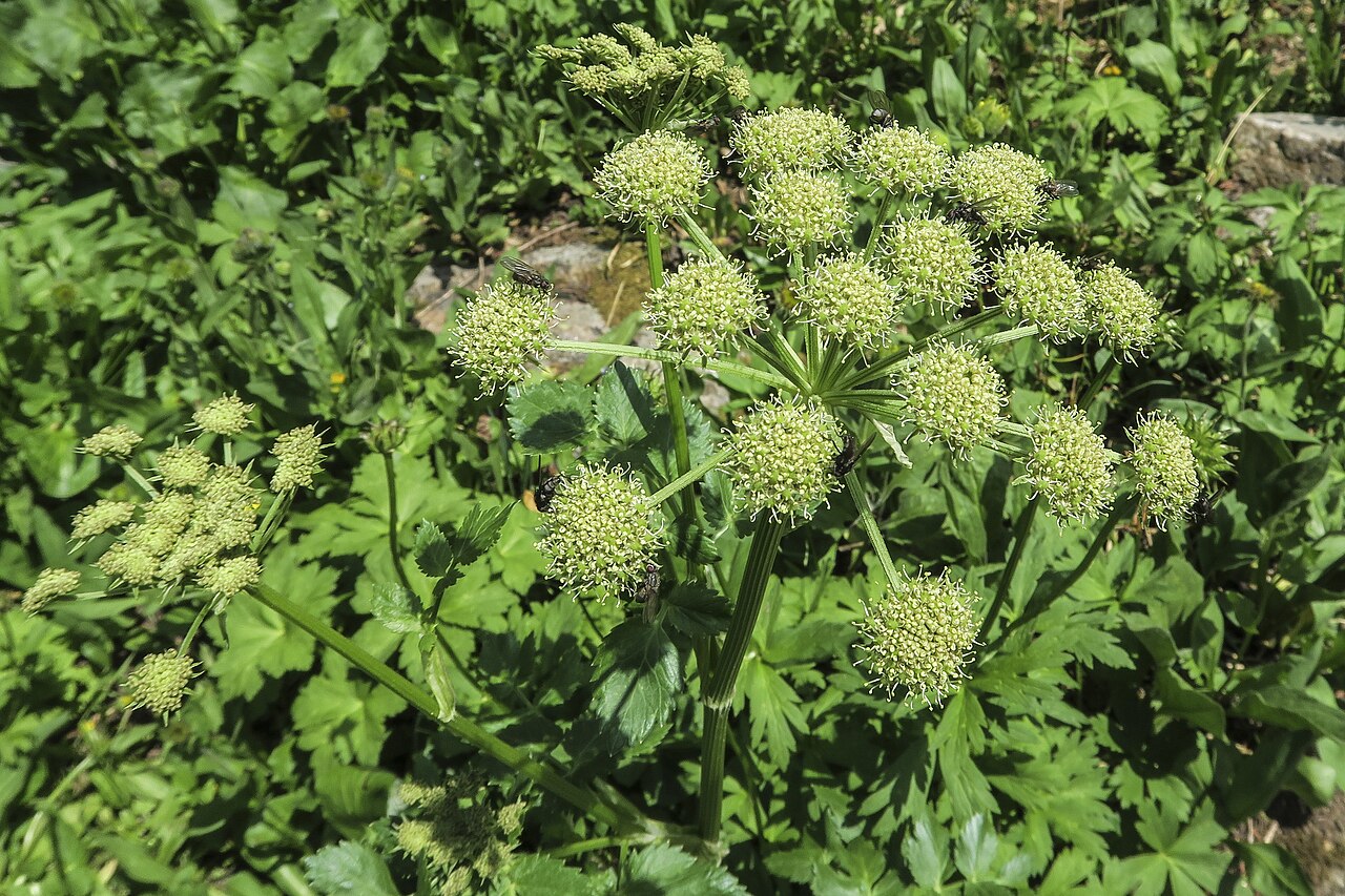 Gray's angelica: Angelica grayi