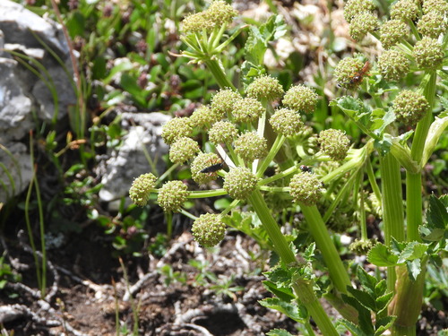 Gray's angelica (Angelica grayi)