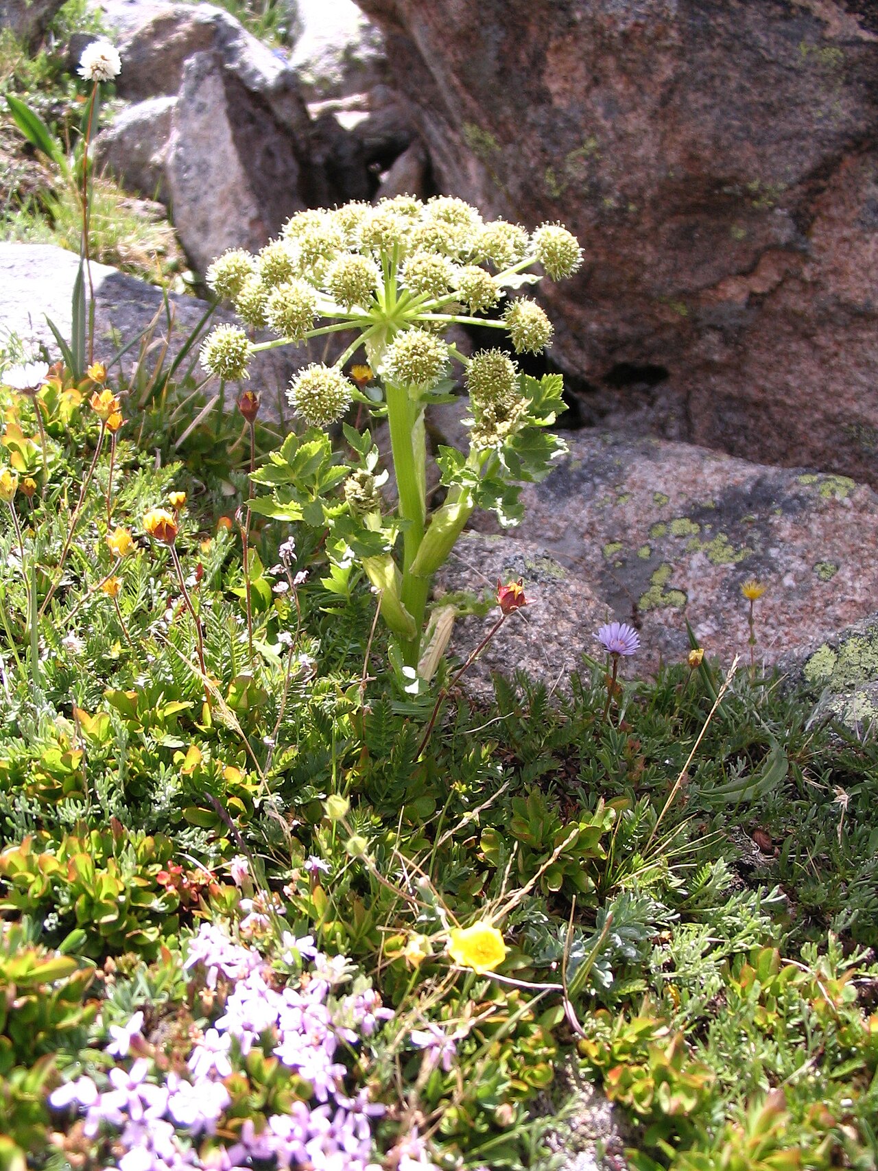 Gray's angelica: Angelica grayi