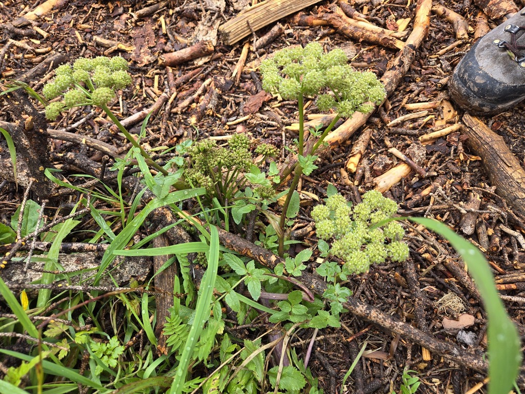 Gray's angelica (Angelica grayi)