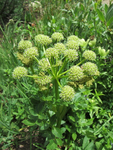 Gray's angelica (Angelica grayi)