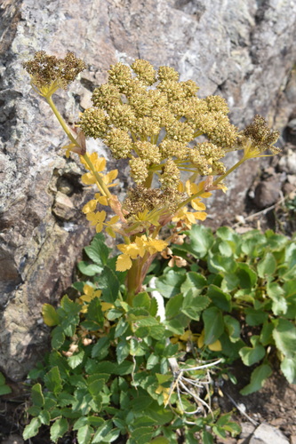 Gray's angelica (Angelica grayi)