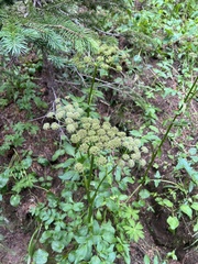 Gray's angelica (Angelica grayi)