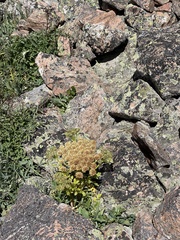 Gray's angelica (Angelica grayi)