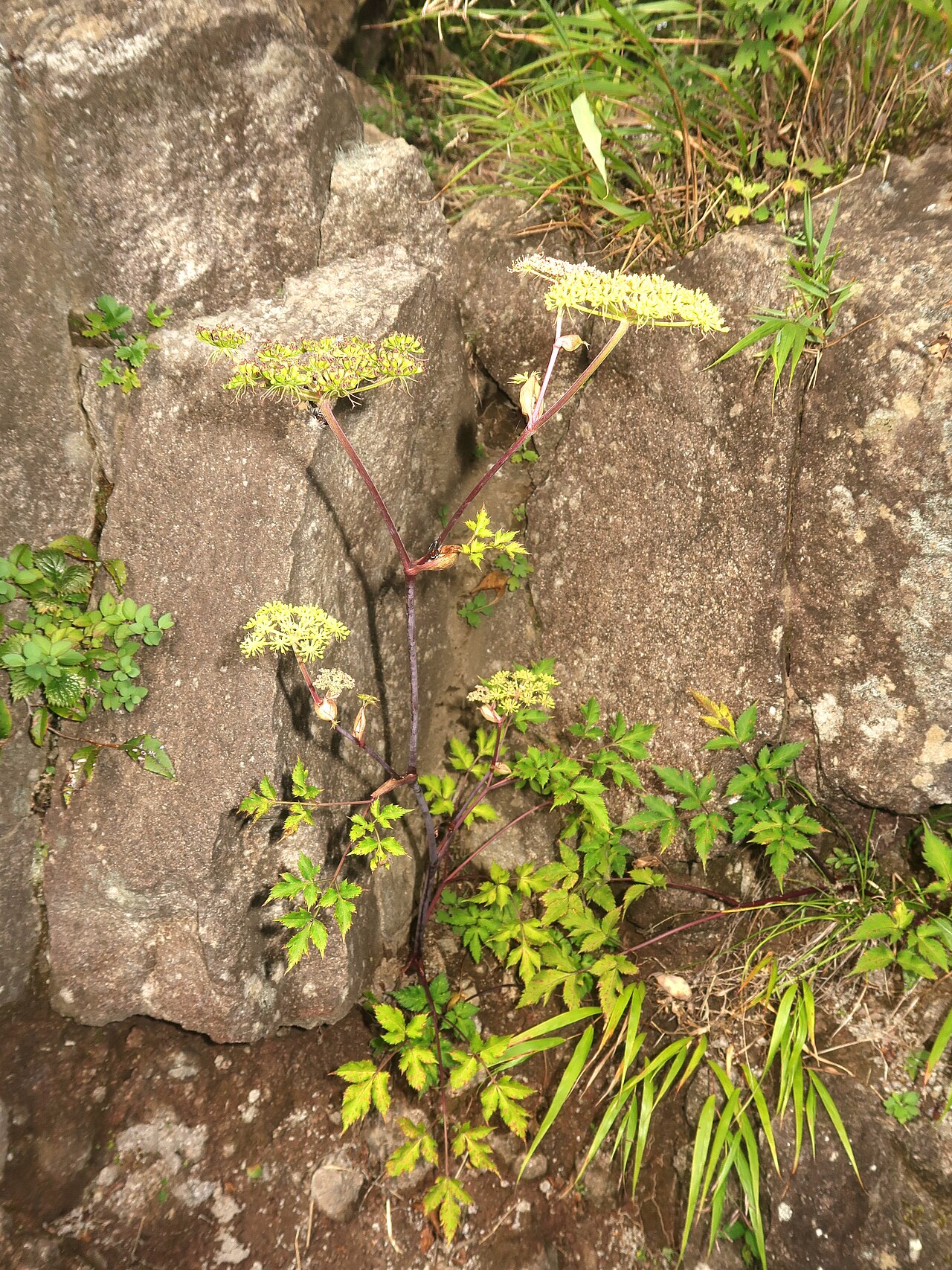 Angelica hakonensis: Angelica hakonensis , Mount Kintoki-yama, Kanagawa pref., Japan