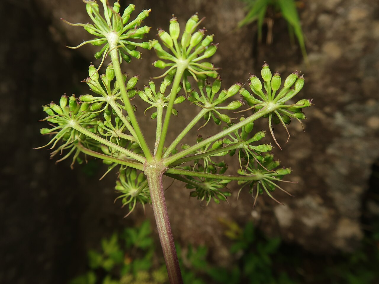 Angelica hakonensis: Angelica hakonensis , Mount Kintoki-yama, Kanagawa pref., Japan