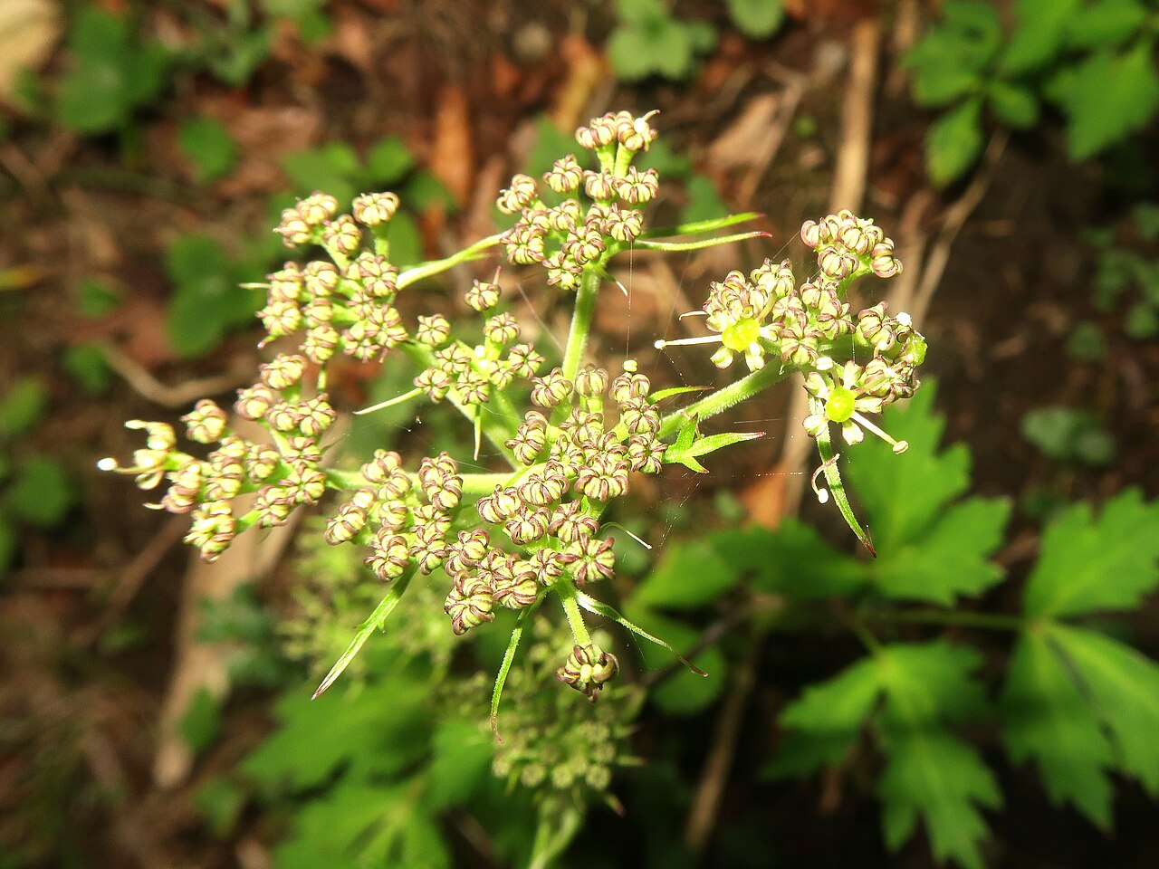 Angelica hakonensis: Angelica hakonensis , Mount Kintoki-yama, Kanagawa pref., Japan