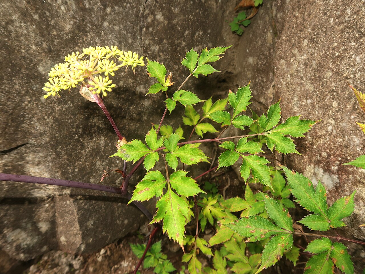 Angelica hakonensis: Angelica hakonensis , Mount Kintoki-yama, Kanagawa pref., Japan