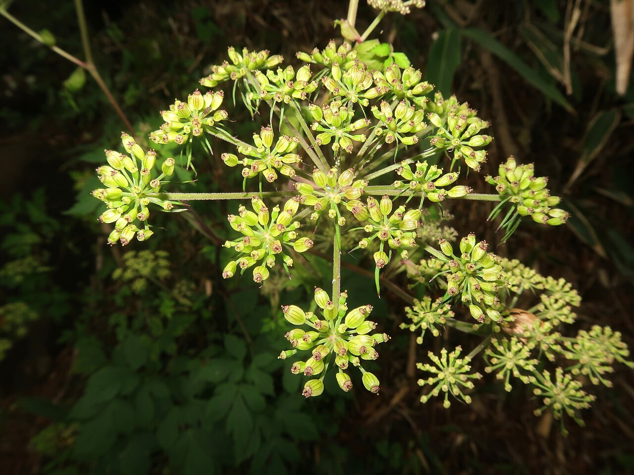 Angelica hakonensis: Angelica hakonensis , Mount Kintoki-yama, Kanagawa pref., Japan