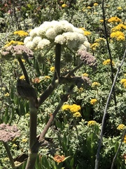Henderson's angelica (Angelica hendersonii)