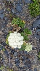 Henderson's angelica (Angelica hendersonii)