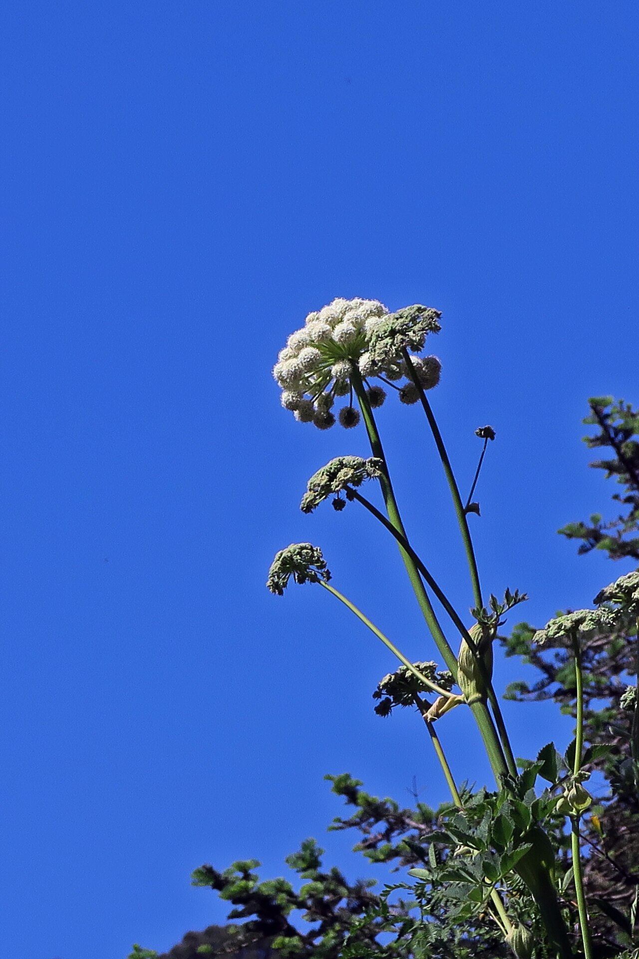 Henderson's angelica: Angelica hendersonii—coast angelica. Grows on coast bluffs and dunes from Washington south to San Mateo County in California. Photographed at Regional Parks Bot