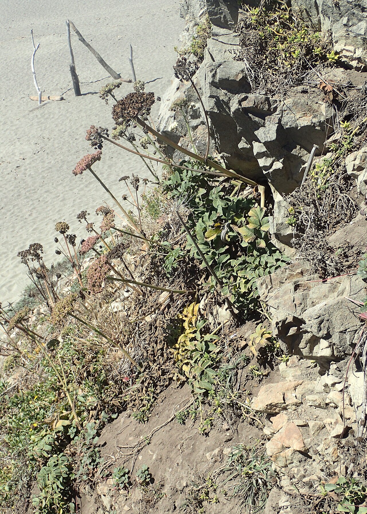 Henderson's angelica: Angelica hendersonii at North Salmon Creek Beach in Sonoma County, California