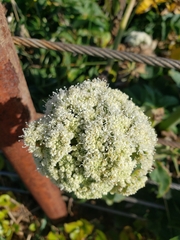 Henderson's angelica (Angelica hendersonii)