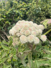 Henderson's angelica (Angelica hendersonii)