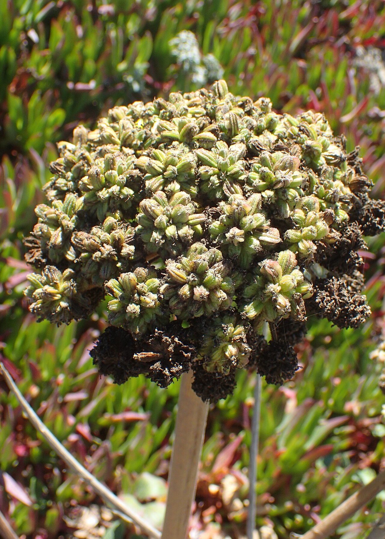 Henderson's angelica: Angelica hendersonii at North Salmon Creek Beach in Sonoma County, California