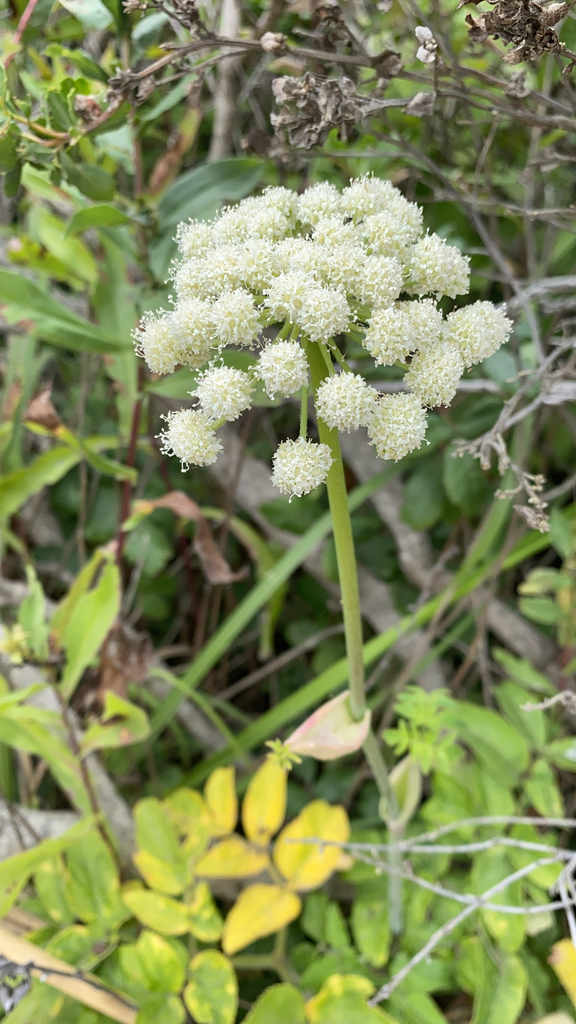 Henderson's angelica (Angelica hendersonii)