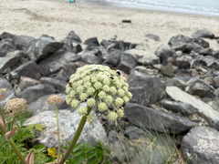 Henderson's angelica (Angelica hendersonii)
