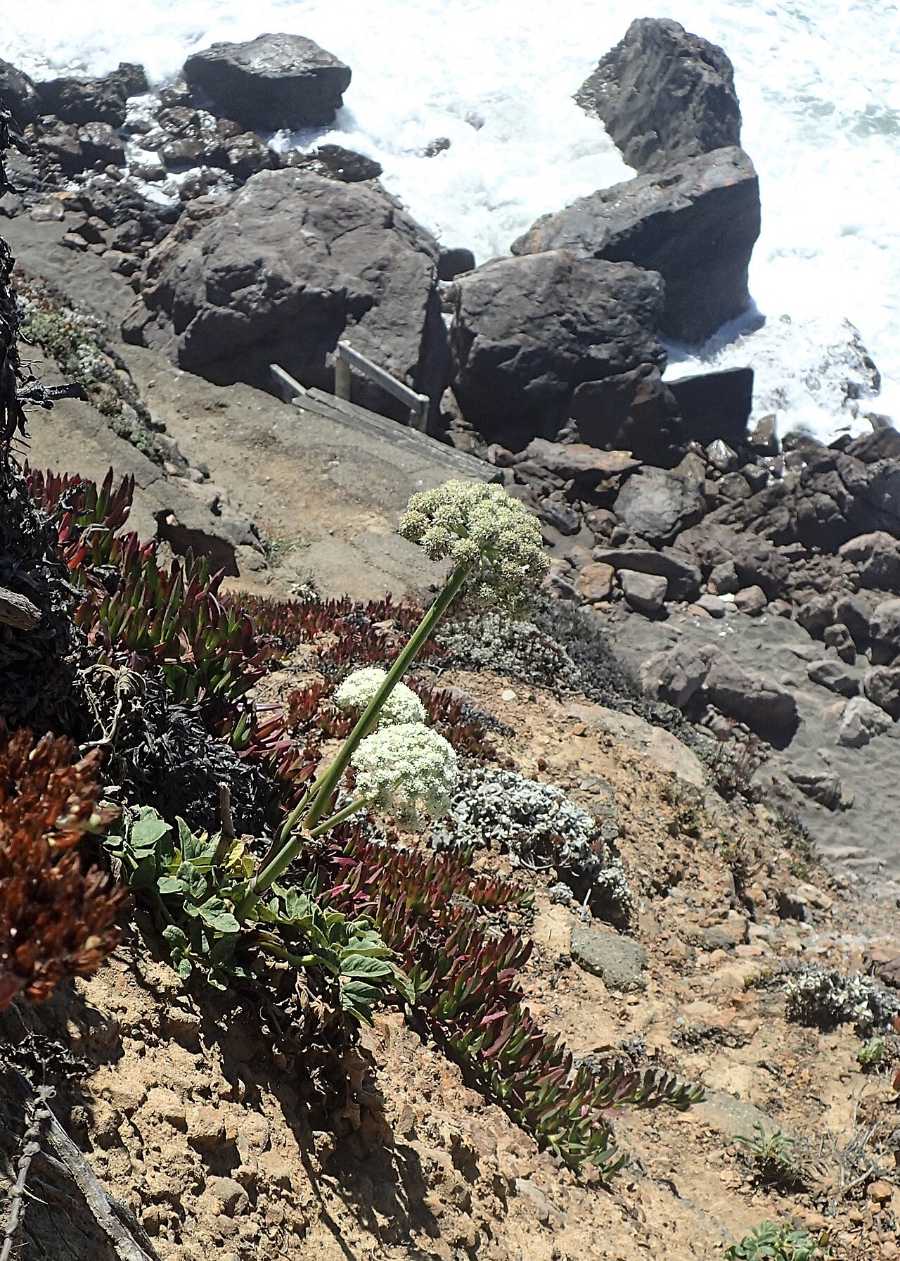 Henderson's angelica: Angelica hendersonii on cliff at Coleman Beach in Sonoma County, California