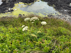 Henderson's angelica (Angelica hendersonii)