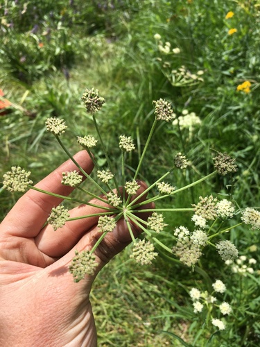 King's angelica (Angelica kingii)