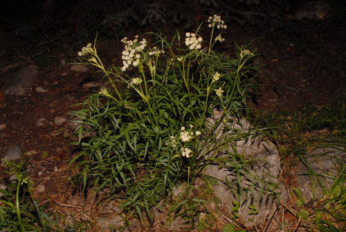 King's angelica (Angelica kingii)