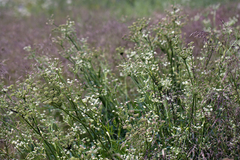 King's angelica (Angelica kingii)