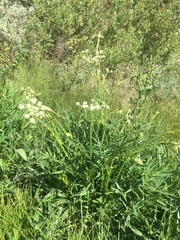 King's angelica (Angelica kingii)