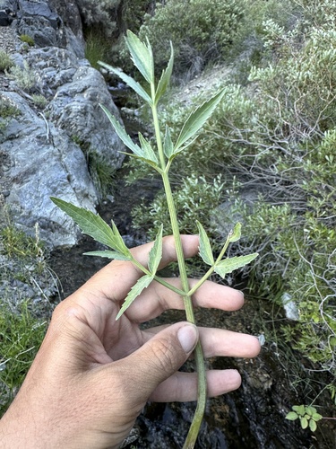 King's angelica (Angelica kingii)