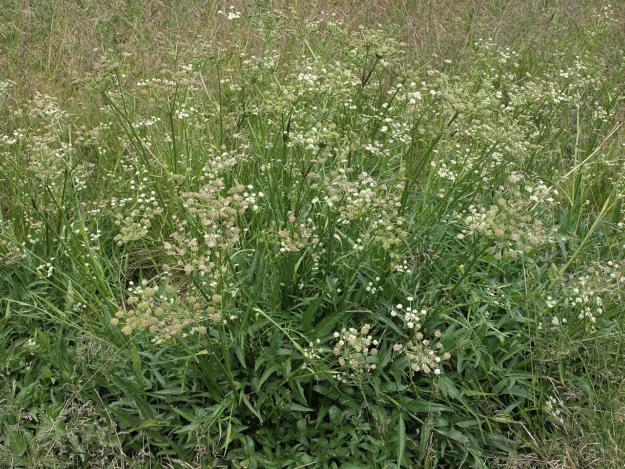 King's angelica: Great Basin angelica, Angelica kingii, California, White Mountains, Cottonwood Basin, Poison Creek, Fishlake Valley drainage, elevation 3031 m (9945 ft). This i