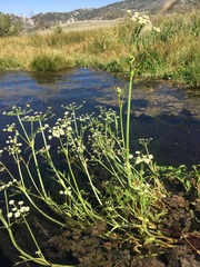 King's angelica (Angelica kingii)