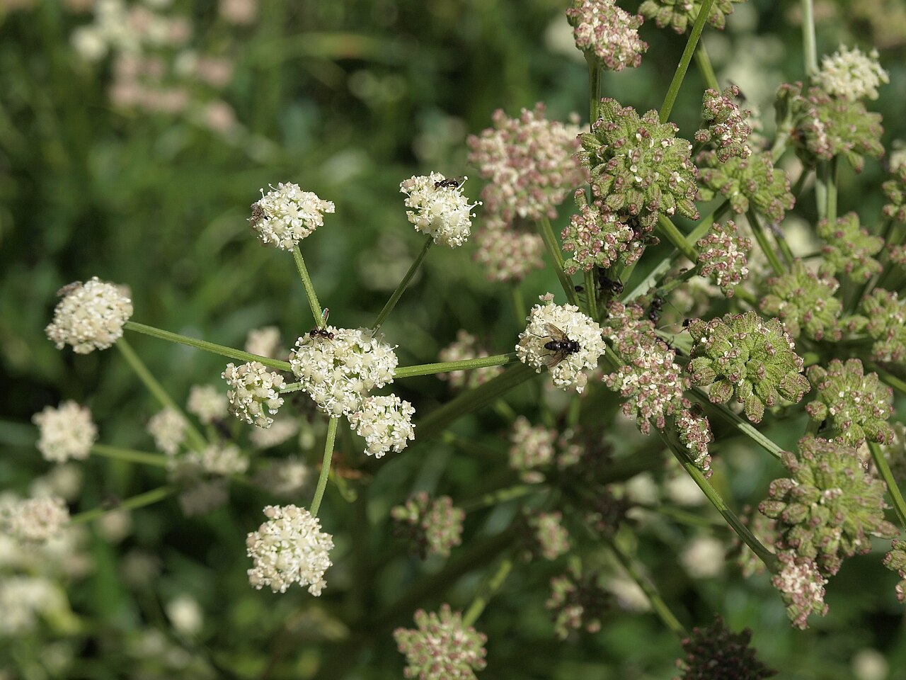 King's angelica: Great Basin angelica, Angelica kingii, California, White Mountains, Cottonwood Basin, Poison Creek, Fishlake Valley drainage, elevation 3031 m (9945 ft). This i