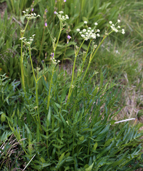 King's angelica (Angelica kingii)