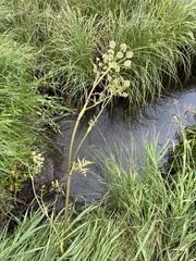 King's angelica (Angelica kingii)