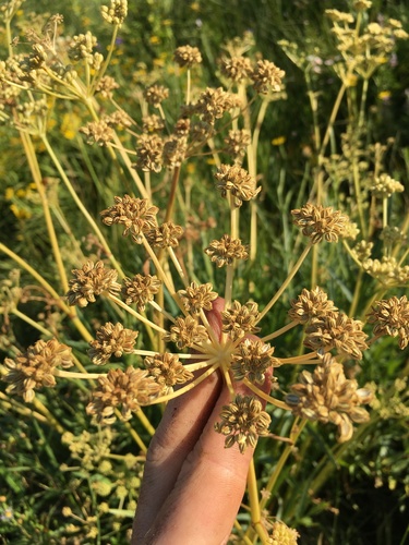 King's angelica (Angelica kingii)