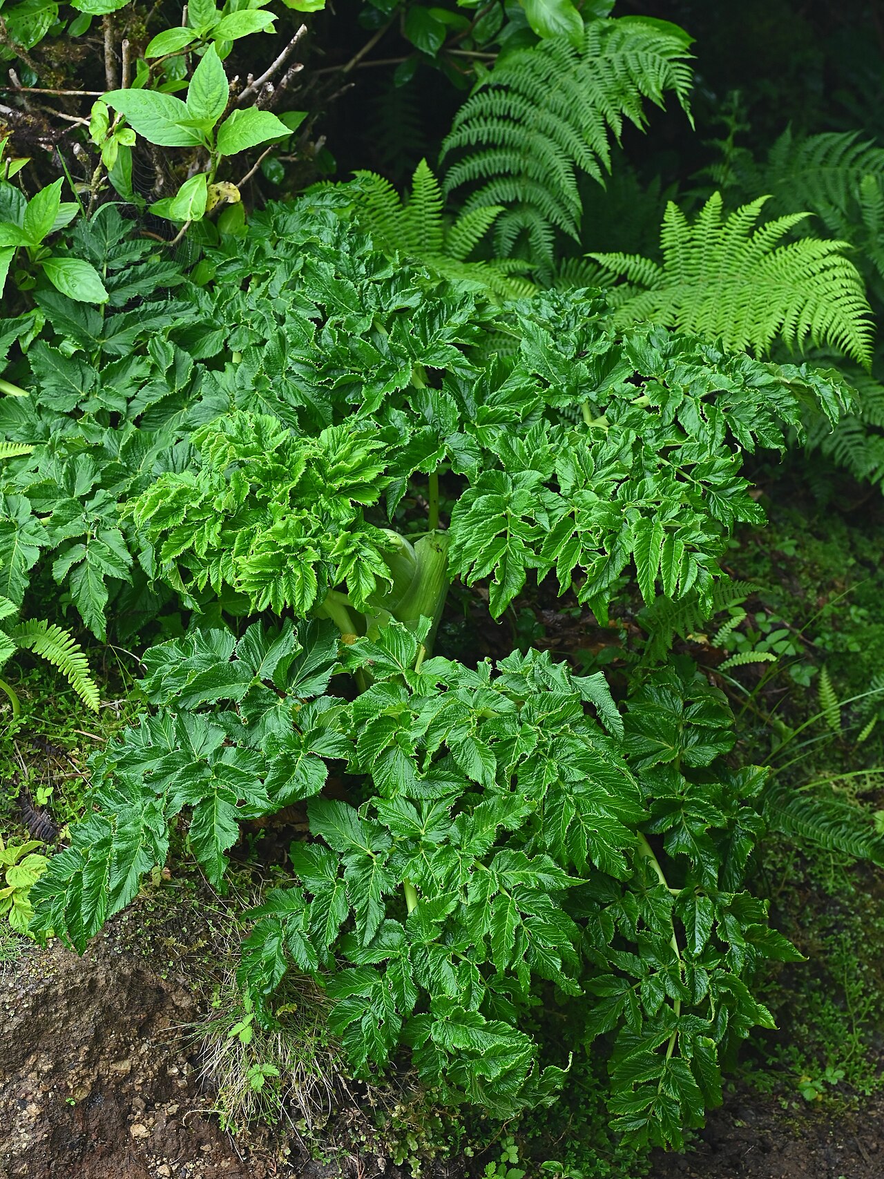 Angelica lignescens: Angelica lignescens near Lagoa do Canario on Sao Miguel, Azores