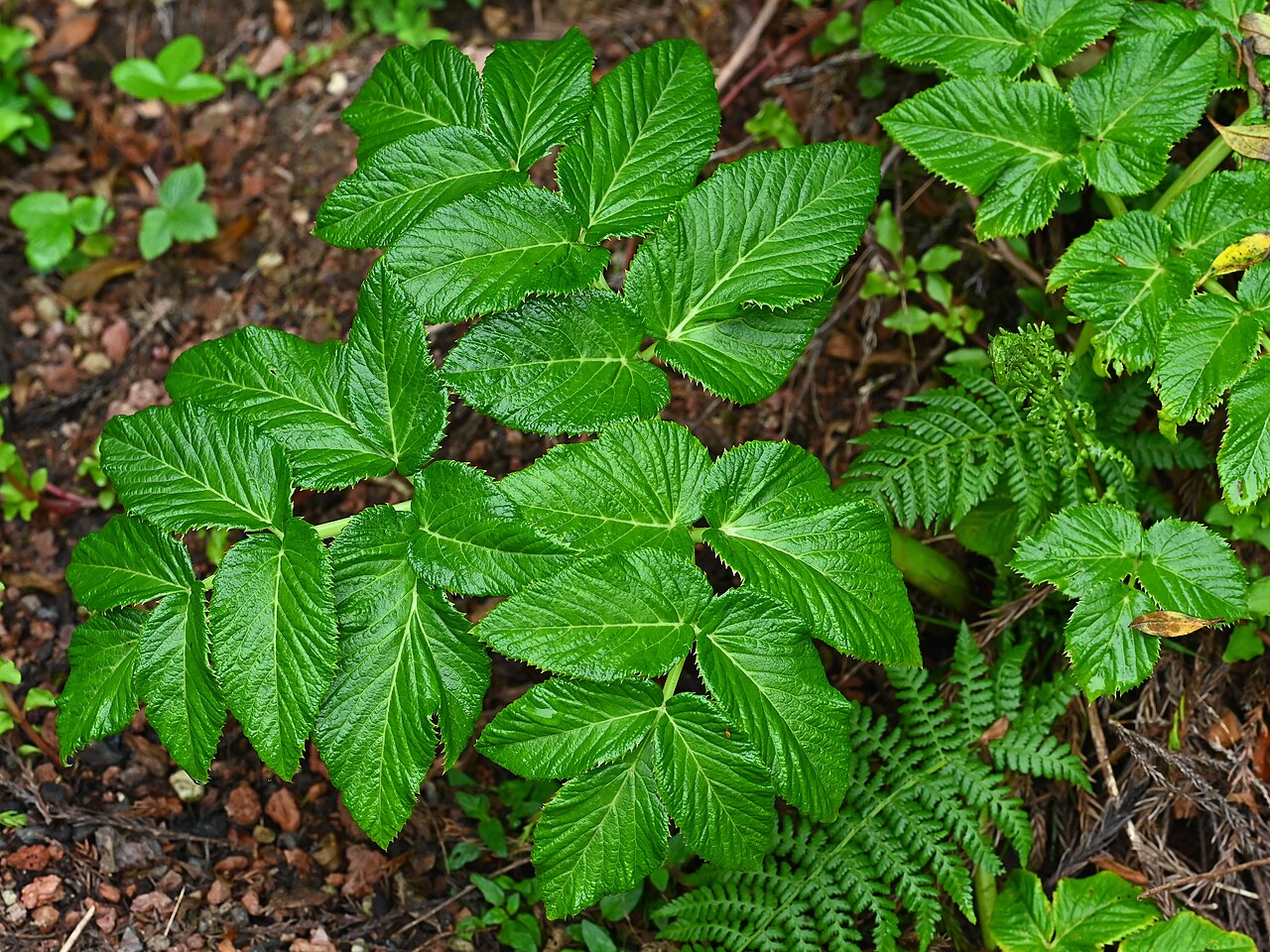 Angelica lignescens: Angelica lignescens near Lagoa do Canario on Sao Miguel, Azores