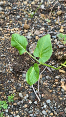 Angelica lignescens (Angelica lignescens)