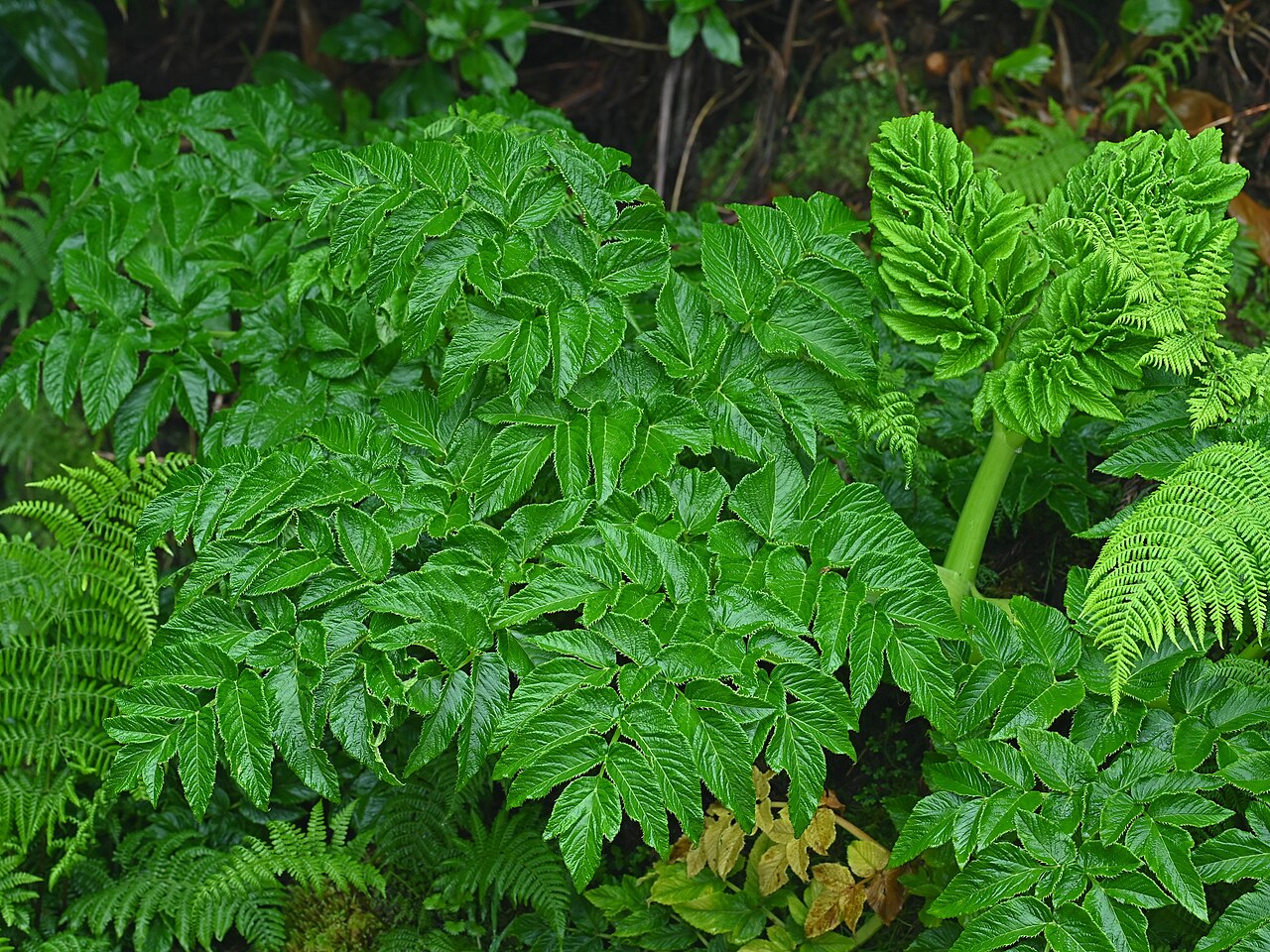 Angelica lignescens: Angelica lignescens near Lagoa do Canario on Sao Miguel, Azores