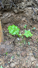 Angelica lignescens (Angelica lignescens)