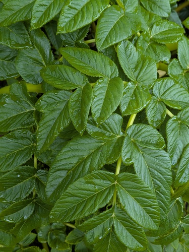 Angelica lignescens (Angelica lignescens)